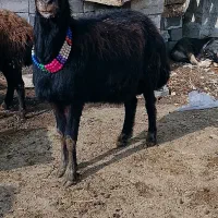 فروش قوچ چال جوان