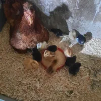 مرغ خروس|حیوانات مزرعه|چهاردانگه (تهران), |دیوار