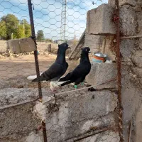 اشعل دمسفید|پرنده|سوسنگرد, |دیوار