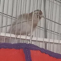 سره ماده مست مست آماده|پرنده|فرخ‌شهر, |دیوار