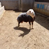 قورچ سبز کبوتری ب شرط پرش با بره دهی عالی