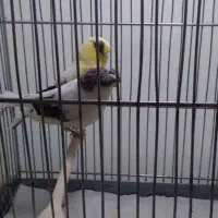 قناری نرمست و نروماده فورری