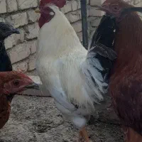 خروس محلی جوان هر کدوم ۳ کیلو گرم