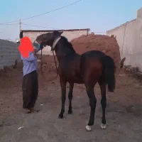فروش اسب