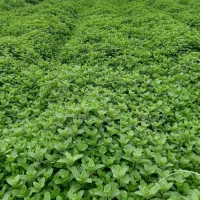 شوید تازه|خوردنی و آشامیدنی|اصفهان, سیچان|دیوار