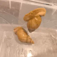 حلزون اچاتینا