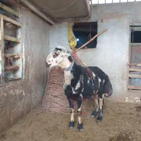 قوچ پلنگی میش بره بز|حیوانات مزرعه|کنگاور, |دیوار