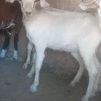 بزغاله سانن