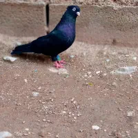 زاغ ابادانی