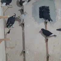 کفتر