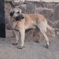 سگ نگهبان|سگ|بومهن, |دیوار