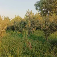 باغچه فروشی۳۵۰متری کردان سهیلیه سنقرآباد/تهراندشت|فروش زمین و ملک کلنگی|کرج, دهقان ویلا|دیوار