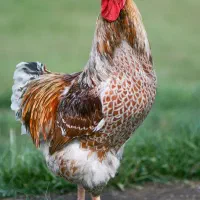 کارآفرینی با مرغ و خروس و کبوتر زینتی فقط سه نفر|پرنده|تهران, آرژانتین|دیوار