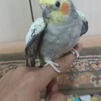 عروس هلندی|پرنده|دوگنبدان, |دیوار