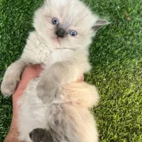 گربه بریتیش و اسکاتیش اصیل|گربه|کرج, عظیمیه|دیوار