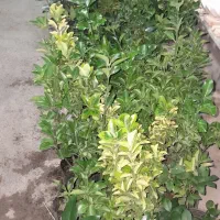 فروش سرو های توپی وخمره ای|خدمات باغبانی و درختکاری|مشهد مرغاب, |دیوار