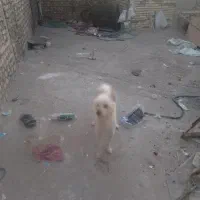 پامر روباهی