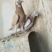 کبوتر پرشی