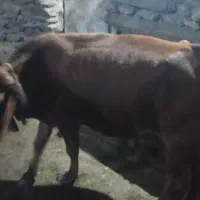 گاو‌وگوساله‌‌نر‌گاوجوان‌صحرا‌رو‌4کیلو‌شیر‌