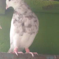 طوقی نر شکلاتی