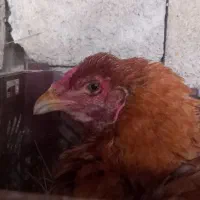 مرغ پاکستانی|حیوانات مزرعه|بندرعباس, |دیوار