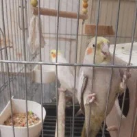 عروس هلندی|پرنده|اسلامشهر, شهرک لاله|دیوار