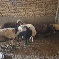 قوچ بذری|حیوانات مزرعه|نیشابور, بکاول|دیوار