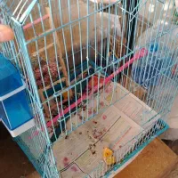 قفس بزرک طوطی سانان|لوازم جانبی حیوانات|شیراز, صاحب الزمان|دیوار