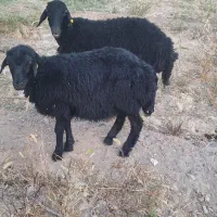 بره نر همو قره غزل