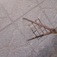 چهار شاخ برای کارهای کشاورزی قیمت ۳۰۰|گل و گیاه طبیعی|تربت جام, معدآباد|دیوار