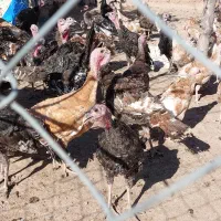 بوقلمون طبیعی و ارگانیک