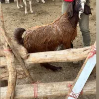 بزغاله چاق سالم به شرط|حیوانات مزرعه|بجنورد, |دیوار