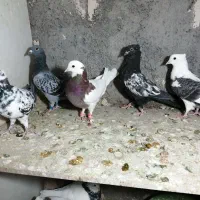 ساعت طرح کفتر معاوضه|ساعت|فردوس (خراسان), |دیوار