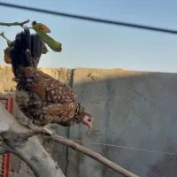 مرغ شهری اصل از نسل قدیم قیمت ۱میلیون