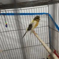 جفت قناری نر ماده|پرنده|هشتگرد, قاسم آباد بزرگ|دیوار