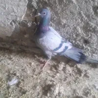 جفت جوجه پلاکی