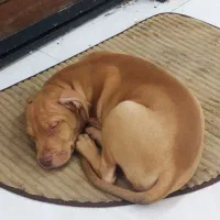 واگذاری پیتبول چهار ماهه اصل