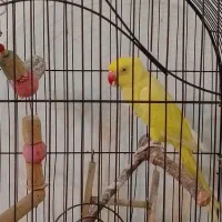 ملنگوی ماده زرد کارداده