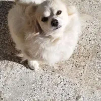 نژاد شیتزو تربیت شده