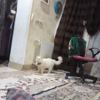 فروش یک جفت گربه نر وماده نژاد پرشین|گربه|زاهدان, |دیوار