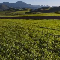 زمین دیم روستای کومایین|فروش زمین و ملک کلنگی|موچش, |دیوار