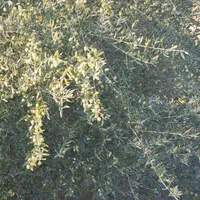 فروش روغن زیتون اصل و خالص|خوردنی و آشامیدنی|مینودشت, |دیوار