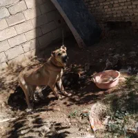 توله  سرابی ماده 13ماهه