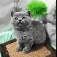 بریتیش بلو شورت هیر|گربه|تهران, آسمان|دیوار