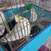 عروس هلندی خوشگل