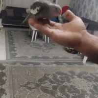 عروس هلندی سه ماهه دونه خور سالم وبازیگوش|پرنده|محمدشهر, شهرک پیام (مهرالبرز)|دیوار