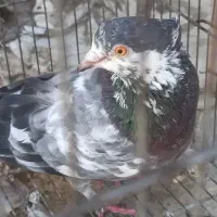 کفتر سوسکی غریب