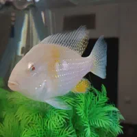 هکلی البینو مولد