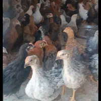 حراج  جوجه مرغ