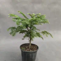 کاج کره‌ای (آبیس) ۸۰ درصد تخفیف|گل و گیاه طبیعی|تهران, صادقیه|دیوار